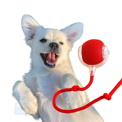 PetJoy 360 – Diversão Automática para Cães e Gatos